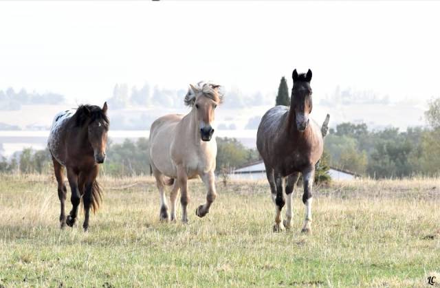 Poste de moniteur d'équitation