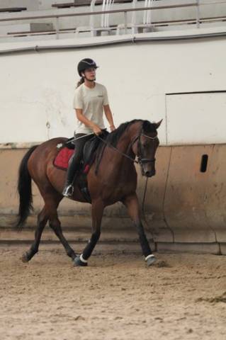 à vendre – pur-sang – 11 ans