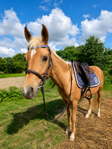 Magnifique jument palomino