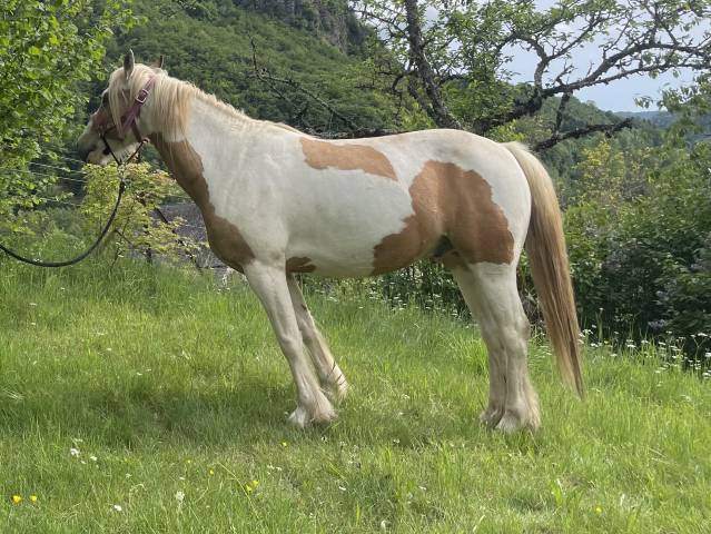 Cheval pie palomino