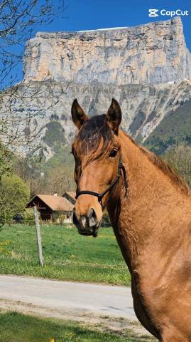 Poulain pp lusitanien hongre