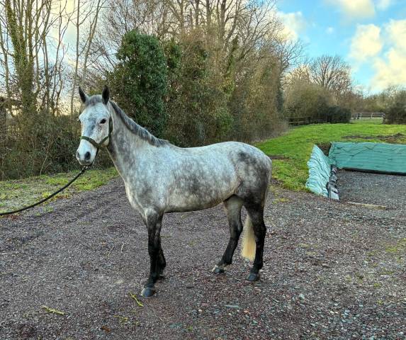 à vendre poney de sport