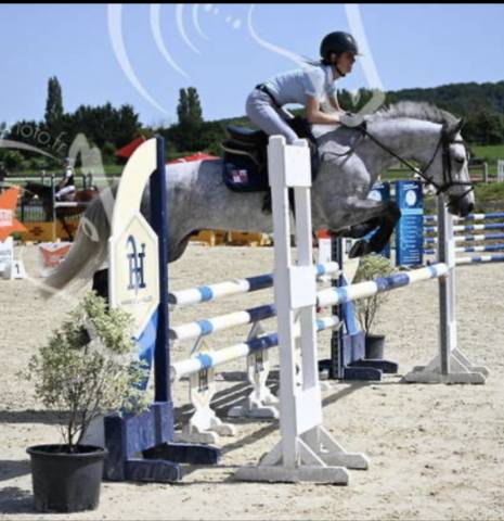 à vendre poney de sport