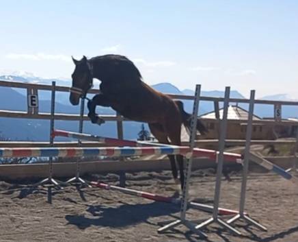 Ponette pfs 2ans 