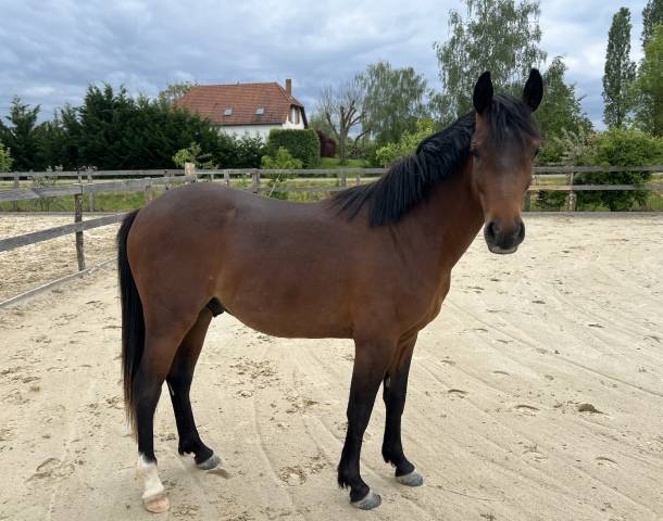 Poney d 2 ans
