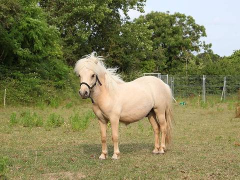 Poney shetland palomino hongre
