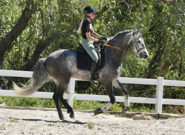 Hongre pre 6ans 