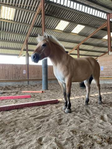 Fiona, ponette d, fjord de 11ans