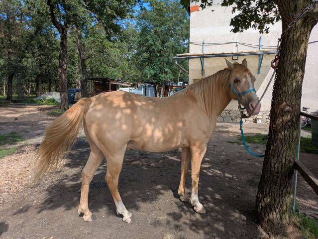 Rocky mountain 10 ans