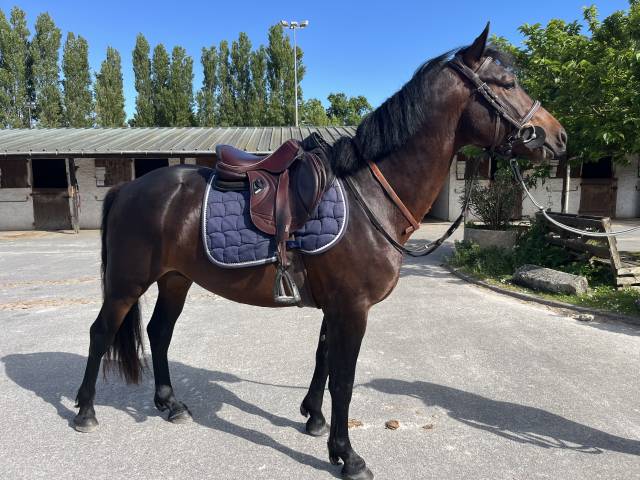 Mâle pfs 4ans 