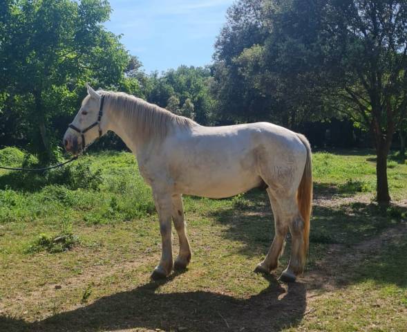 Hongre oc 7 ans, 165 cm – polyvalent, extérieur, cso, e