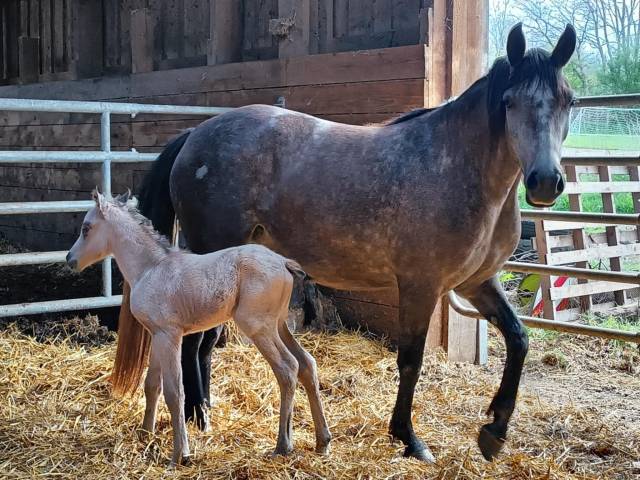 Poulain welsh part-bred