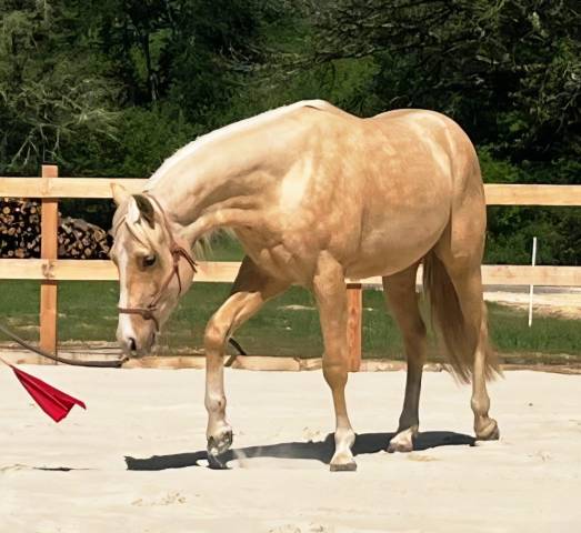 Aqha reining / cowhorse