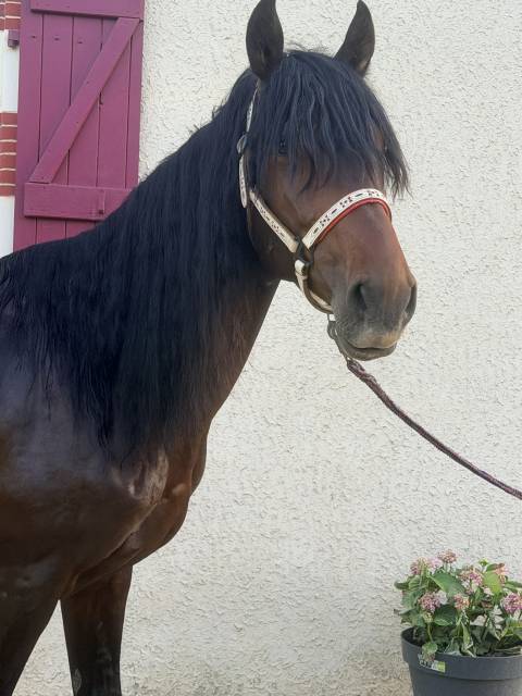 Cheval à vendre
