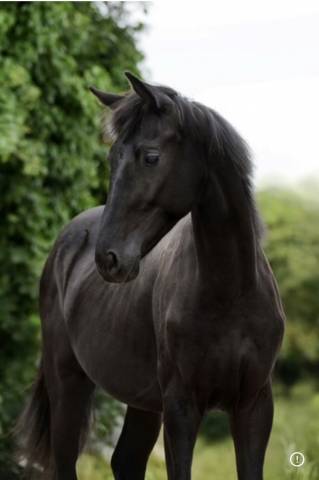 Mâle kwpn dressage de 2 ans