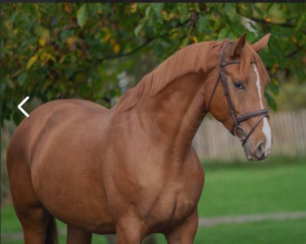 Superbe jument aes de 5 ans
