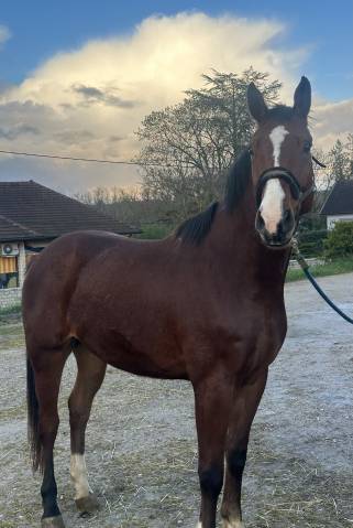 à vendre très bel hongre sf 5 ans 