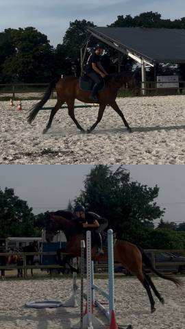 Top cheval
