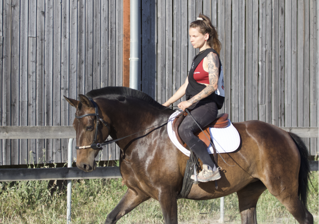 Pouliche pur sang lusitanien 5 ans 