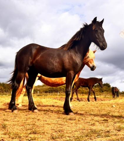 Pouliche croisé frison