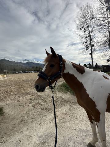 Ponette de sport à vendre 