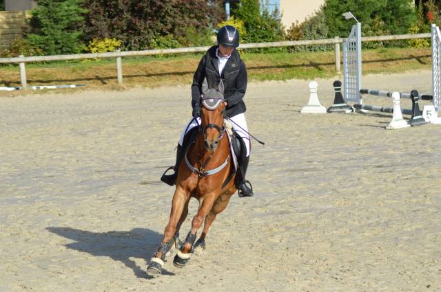 Hongre 10 ans quater horse pp
