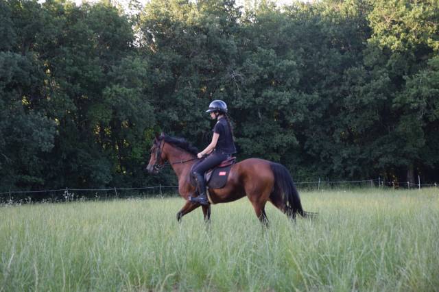Poney d’avenir à louer 