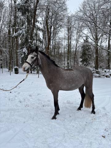Hongre connemara 4ans prometteur