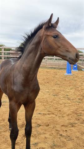 Très beau poulain sf à réserver(dartagnan de belliard)