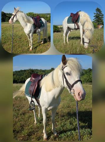 Top poney