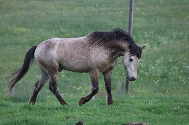 Poney welsh par bred