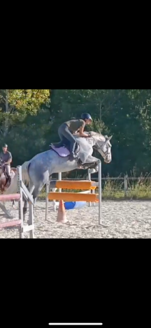 Jument de sport 