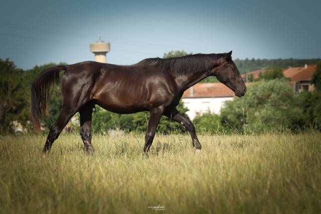 Hongre de 3 ans par balou du rouet - direct éleveur