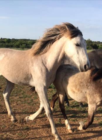 Superbe pouliche sport welsh x barbe
