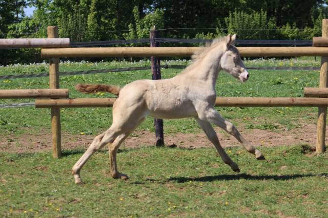 Ponette sbs