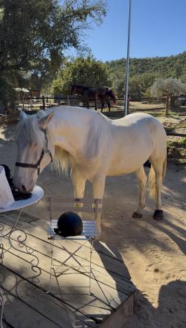 Cheval en demie pension