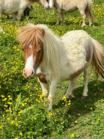 Jument mini shetland pleins papiers