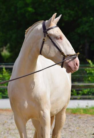 Lusitanienne psl , pouliche 3 ans, belle génétique !