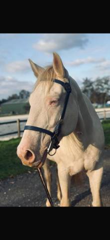 Tiers de pension ou demi pension adorable jument (6ans)