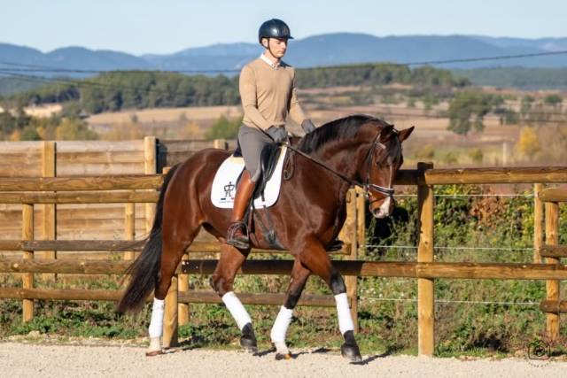 Hongre - kwpn - 7 ans - dressage - france