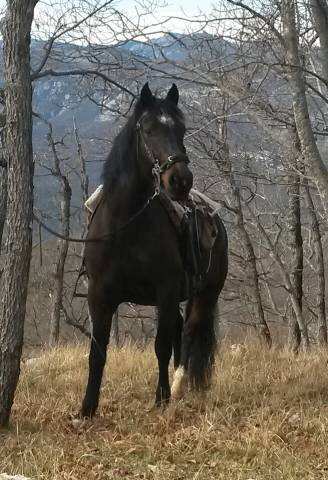 Cheval espagnol
