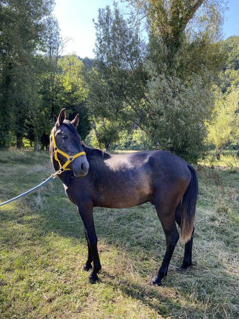 Poulain x lusitanien 