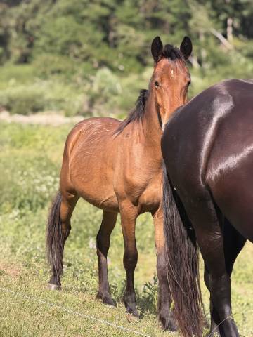 Pouliche bai 2ans
