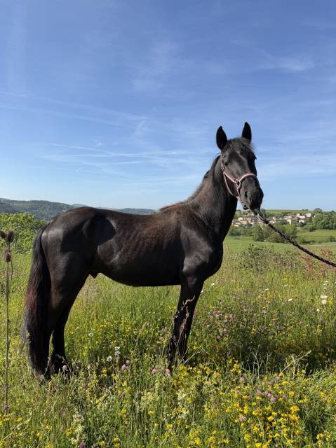 Poulain x frison