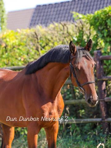 Dundunbar nesnarf 