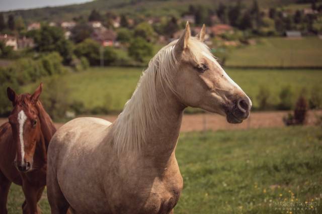 Jument palomino 2ans