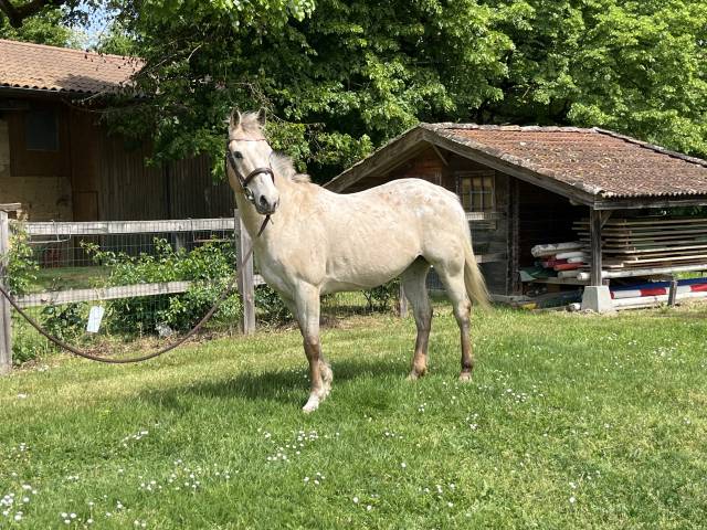 Cheval de loisirs 