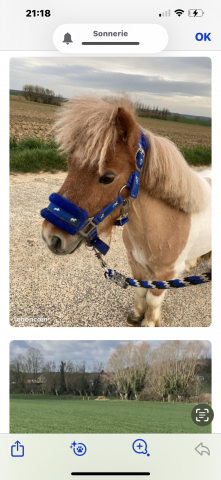 mini poney shetland  à placer urgent