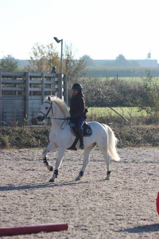 Poney de selle français véritable maitre d'école 