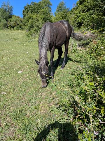 Oups poulain de 2 ans